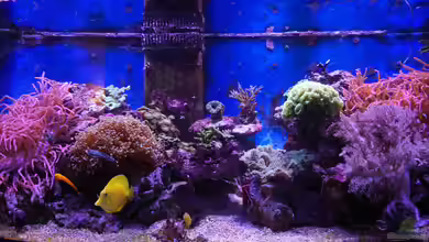 Meerwasser 2010 von Manni1884