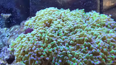 Meerwasser Geisler 2 von René Geisler