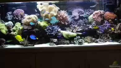 Meerwasser Geisler von René Geisler