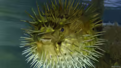 Meerwasser von mr.boomBASCHTIc