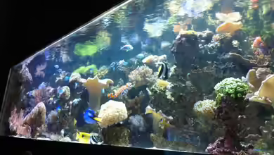 Meerwasserbecken deluxe von Nepomuk