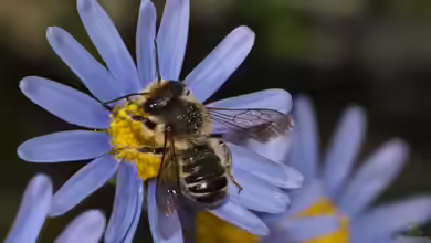 Megachile centuncularis im Garten