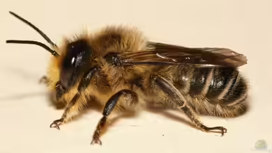 Megachile ligniseca im Garten