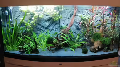 Mein 1.Aquarium von Sabrina_St