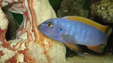 Mein 200l Hauptbecken von Lukas Szewczyk