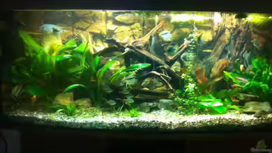 Mein 450l Amazonasbecken von Redül