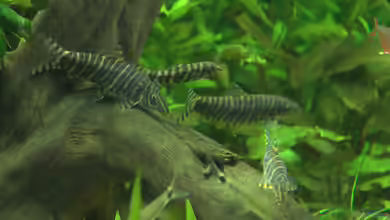 Mein 900er neu von Stefan Stiehl