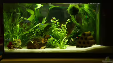 Mein allererstes Aquarium von Will