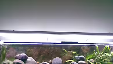 mein altes Tanganjika Becken von Michael Geigel