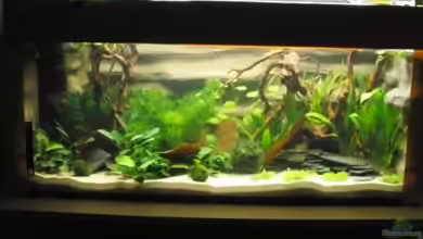 Mein Aquarium von pary