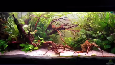 mein Asien-Becken (nur noch als Beispiel) von Dominik