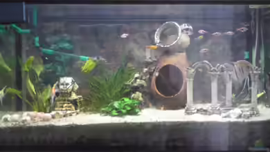 Mein Becken von Skalar-fan