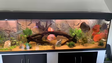 Mein Discustraum von AquaAndy