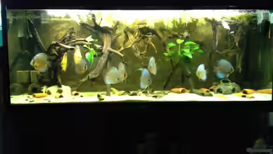 Mein DISKUSTRAUM (aufgelöst) von Thomas S-H