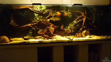 Mein eigener Orinoco von Monoculus