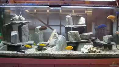 Mein erster, geändert von Friedrich