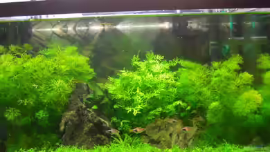 Mein erstes;) von Klaus Bachmann