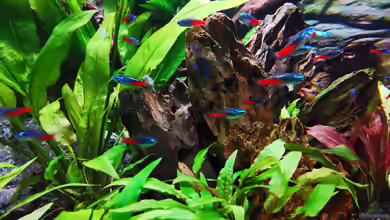 Mein erstes 190l Aquarium von Trigon von Alex-ius