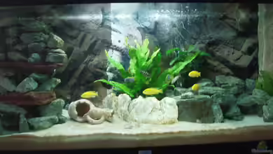 Mein erstes Aquarium von Malawi Zürich