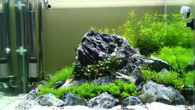 Mein erstes Aquascape von X-Rayminator