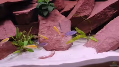 Mein erstes Becken / Malawi von Tobi787