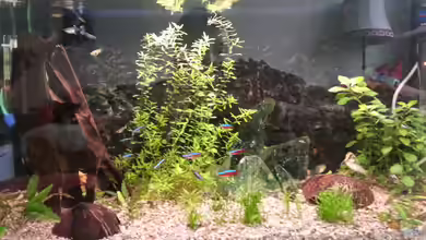 Mein erstes Gesellschaftsbecken von Der Dreiäugige Goldfisch