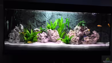 Mein erstes (Malawi) Becken von André B.