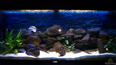 Mein erstes Malawibecken von Stulli