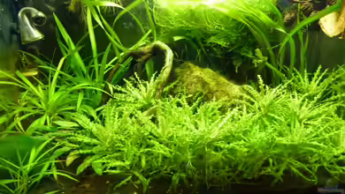 Mein erstes Nano-Becken - Nur noch als Beispiel von lützkopf