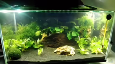 Mein erstes Nano von Fischflüsterer