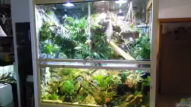 mein erstes palludarium von M.G