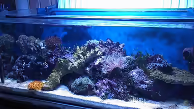 Mein erstes Riff von Daniel Lopez