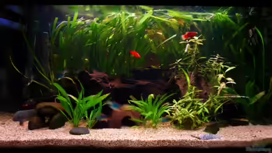 Mein Gesellschaftsbecken von lennert