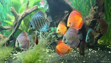 Mein großes Becken von wolle04