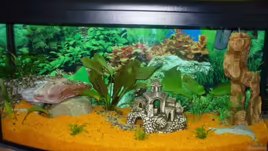 Mein II. Aquariumbecken von Kleene69