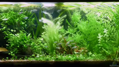 Mein Juwel aus Rio von _ME_