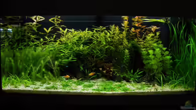 Mein JUWEL Rio 180 -) von Rob86