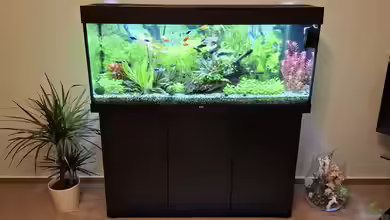 Mein kleiner Dschungel von SiggiPl