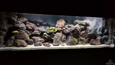 mein kleiner Malawisee von BLN12623