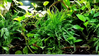 ~Mein-kleines-Diskus-Paludarium~ von ~Marco~