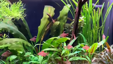 Mein kleines "Juwel" nur mehr als Beispiel von ernst11