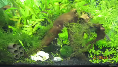 mein kleines Reich von Wasserfloh*1