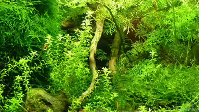 Mein kleines Schwarzes von A. G.