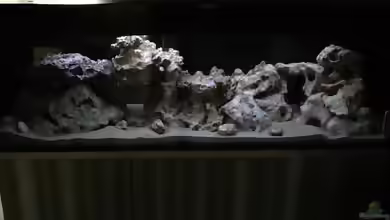 Mein Malawi Becken von DDT