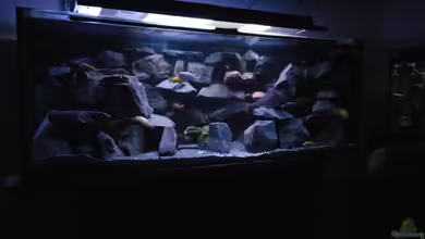 Mein Malawi im Wohnzimmer von Wasserfest ;-)