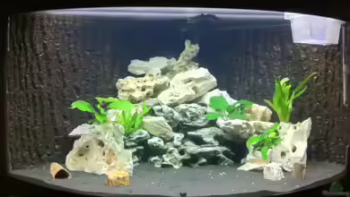 mein Malawi See Trion Eckaquarium von Florian Karmann