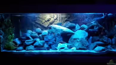 mein Malawi-Tank von FrankenWasser