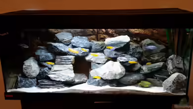 Mein Malawibecken von Andreas Musterfisch