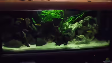 Mein Malawiesee von stonis-home