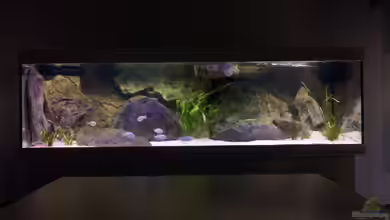 Mein Malawisee - 1400 Liter Wohnzimmerbecken von HirMat